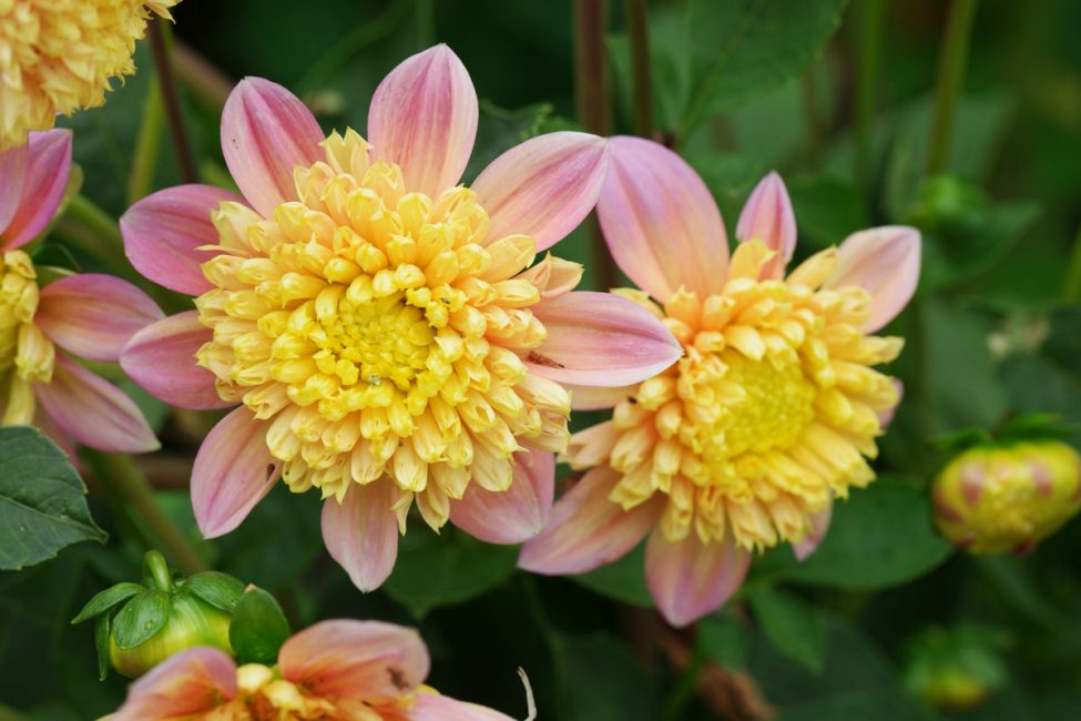 dahlias anémone