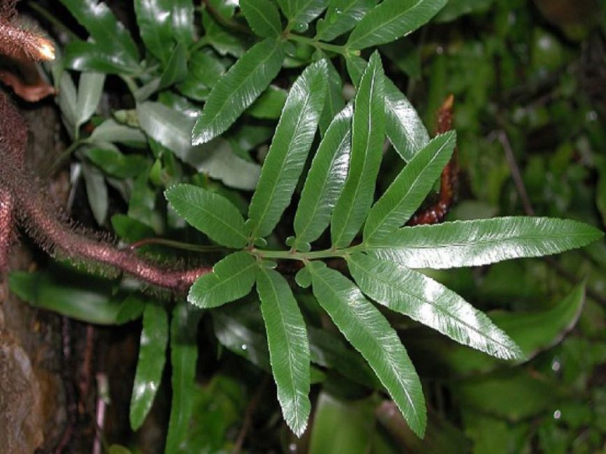 Dawllia à cinq feuilles