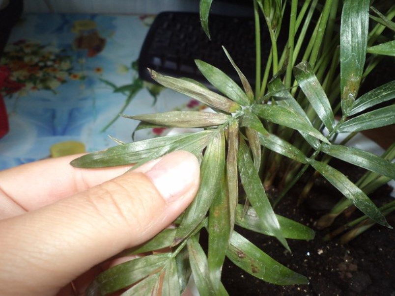 progéniture de chamedorea