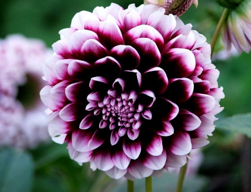 Dahlia pivoine