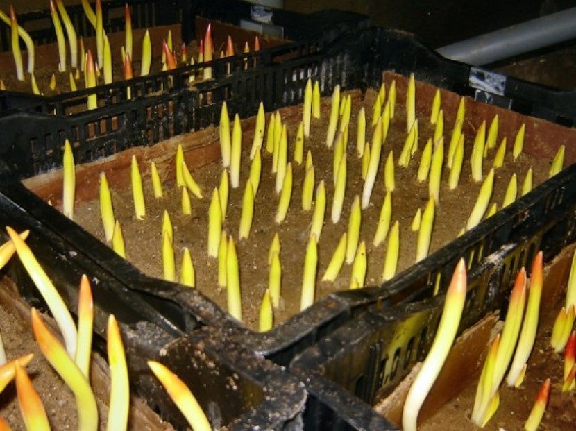 Tulipes dans le substrat après stockage au froid et enracinement