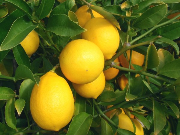 Variété de citron Meyer
