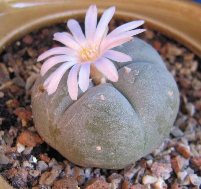  Lophophora Williams ou peyotl