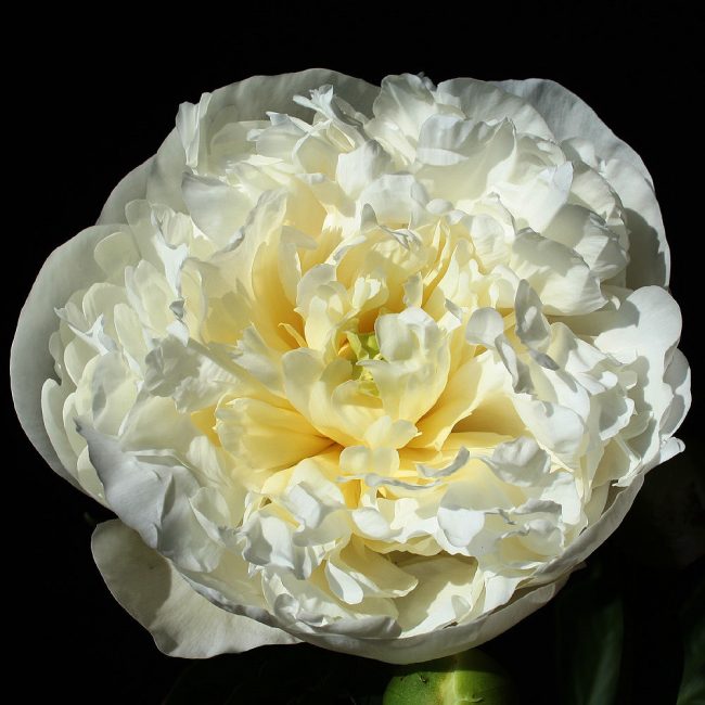 Variété de pivoine Duchesse de Nemours