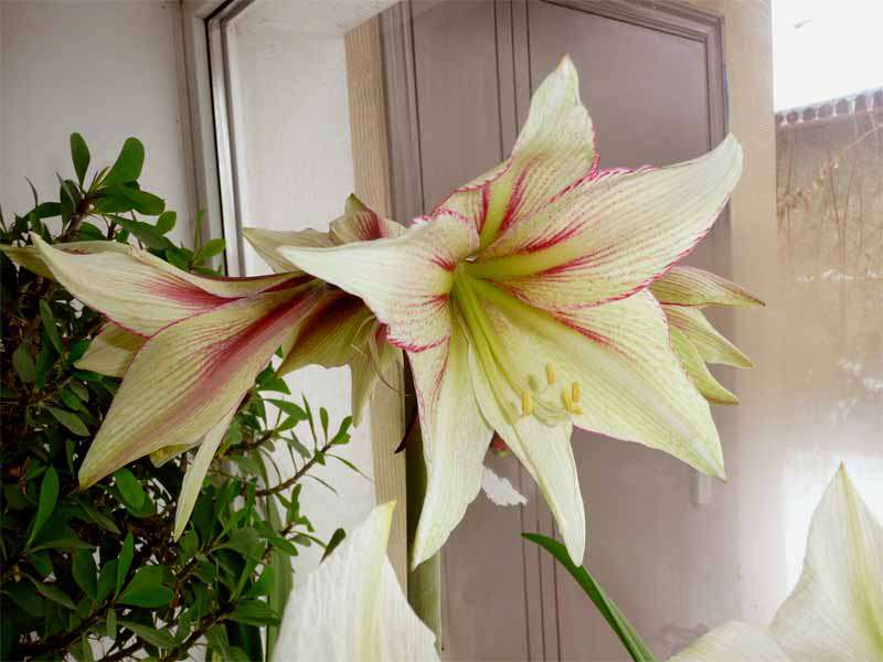 Variété Lemon Star au bronzage visible.