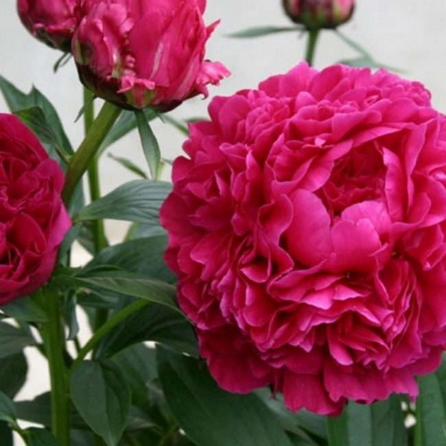 Variété de pivoine du Kansas