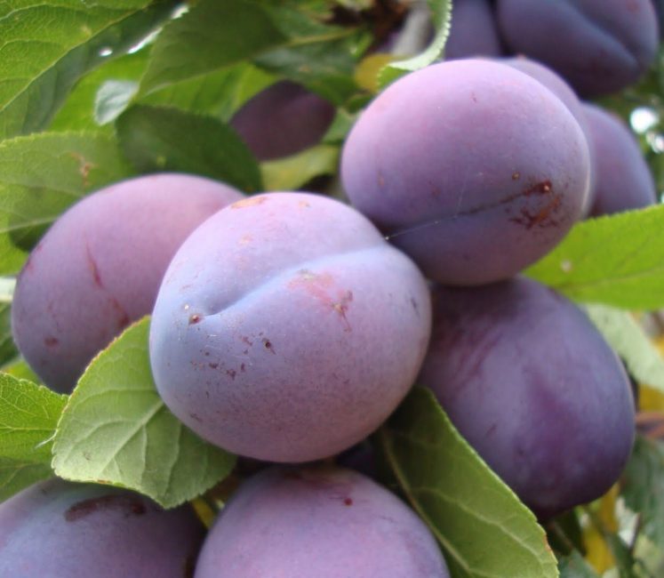 variété de prune Eurasie