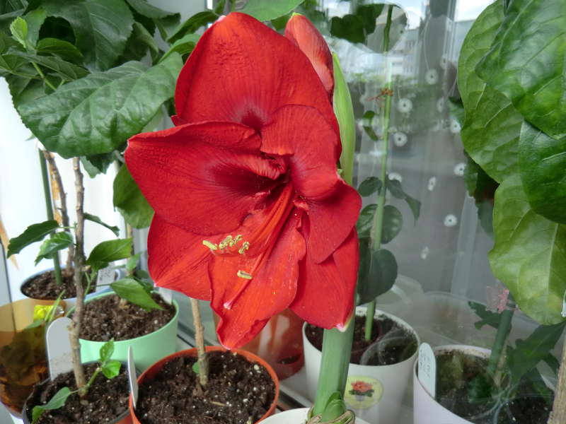 Variété Ferrari à un pédoncule