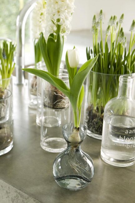 Récipient spécial pour la culture de tulipes dans l'eau