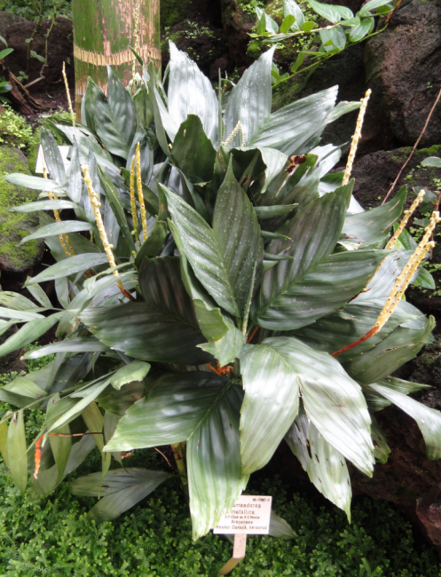 Hamedorea métallique