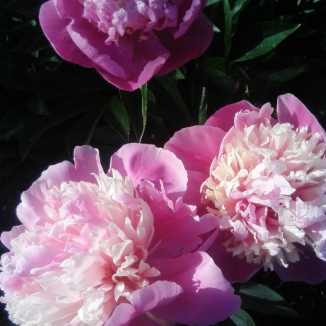 Variété de pivoine Bark Stubbs