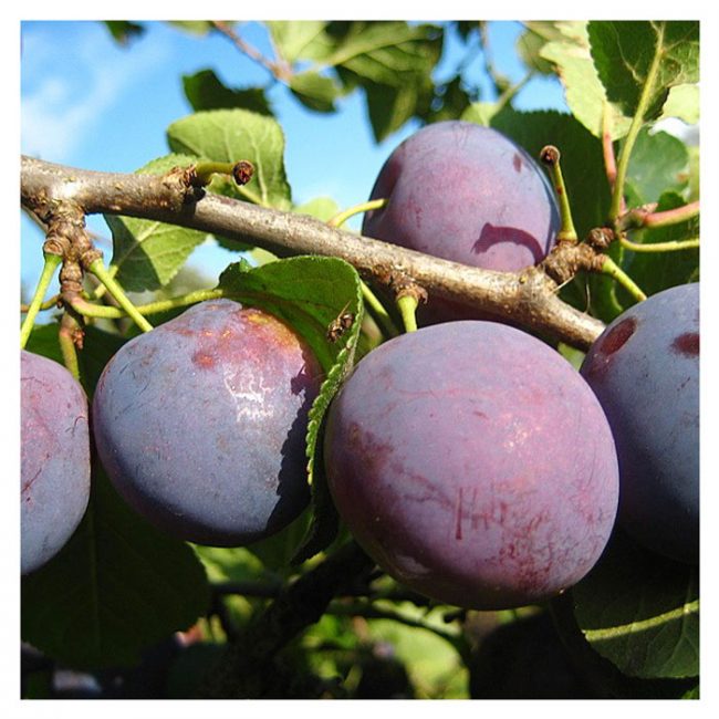 variété de prune
