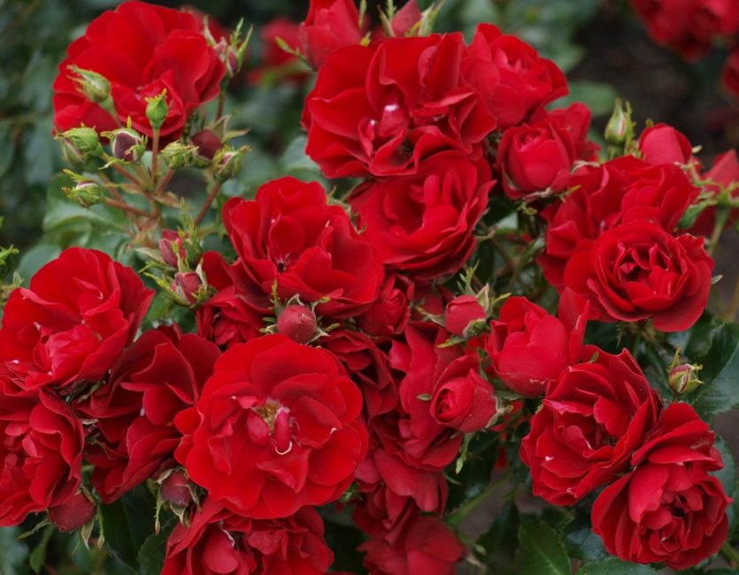 roses rouges