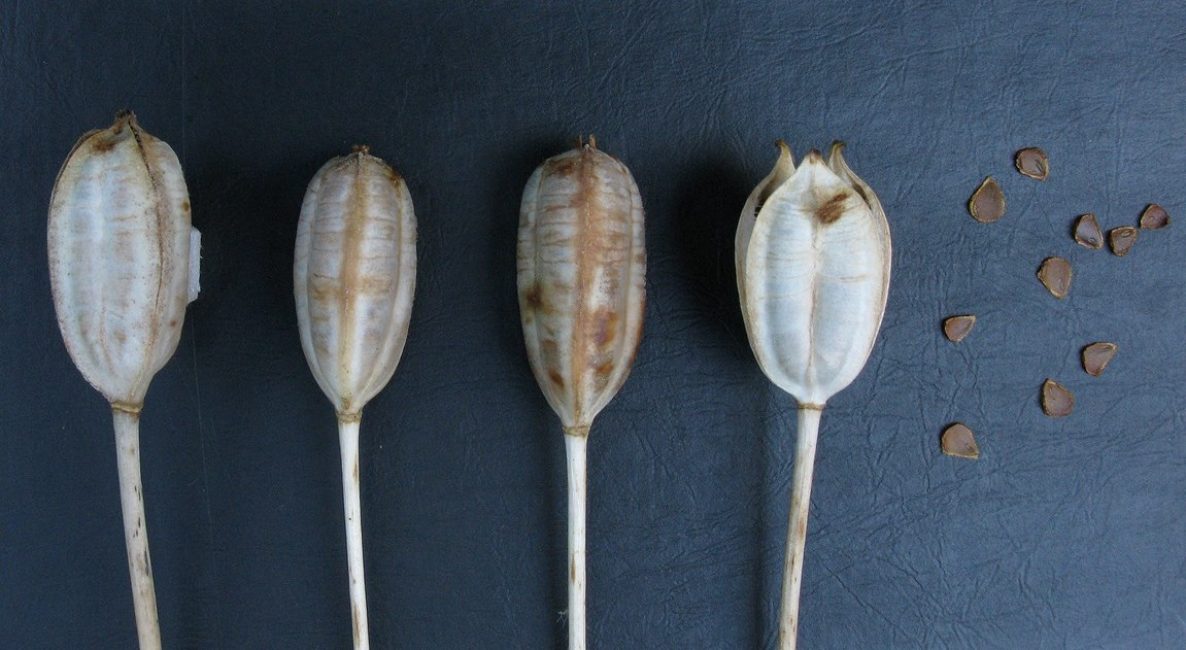 Boîtes avec graines de tulipes