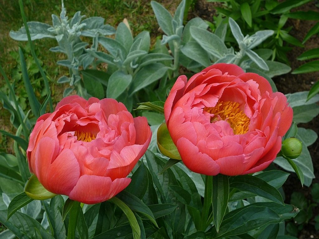 Variété Corail (Sunset, Charm et autres)