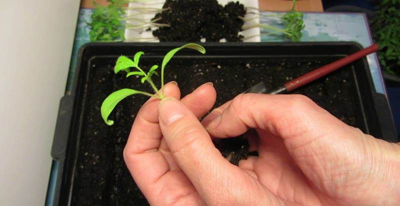 Cueillir des tomates