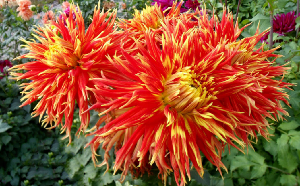 Dahlias cactus aux feuilles fines