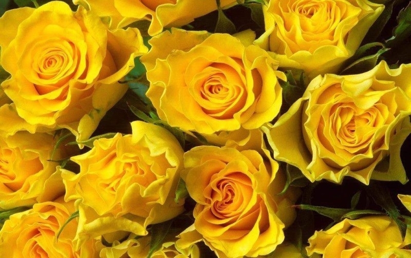 rose jaune