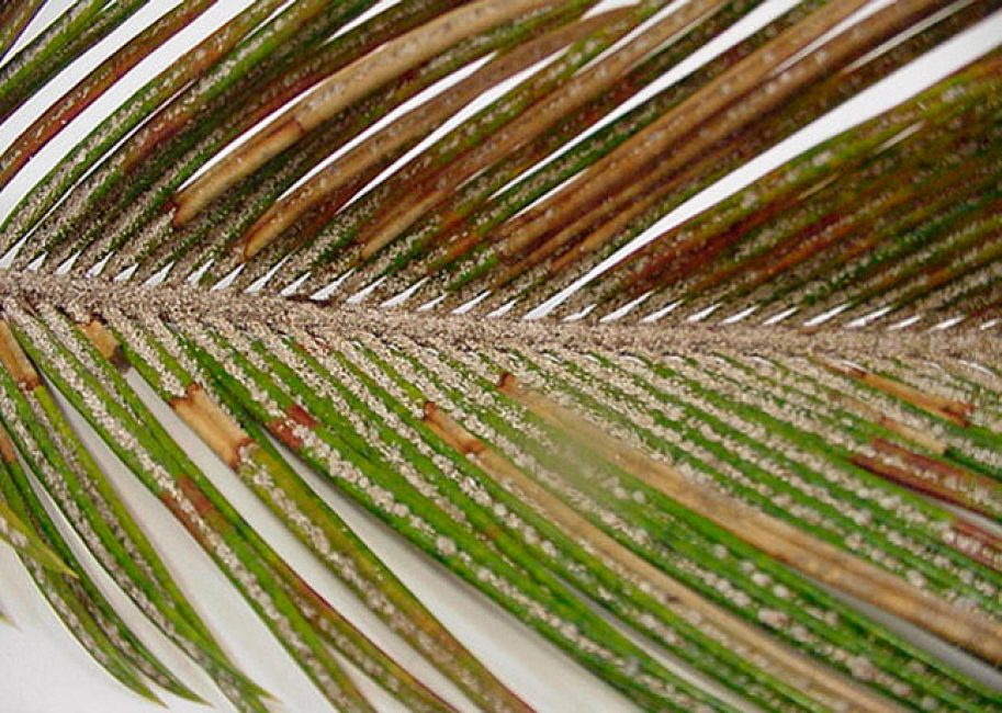 Palmier infesté de parasites