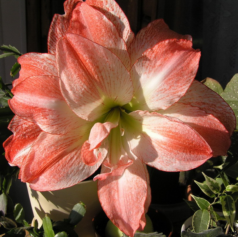 Variété Aphrodite