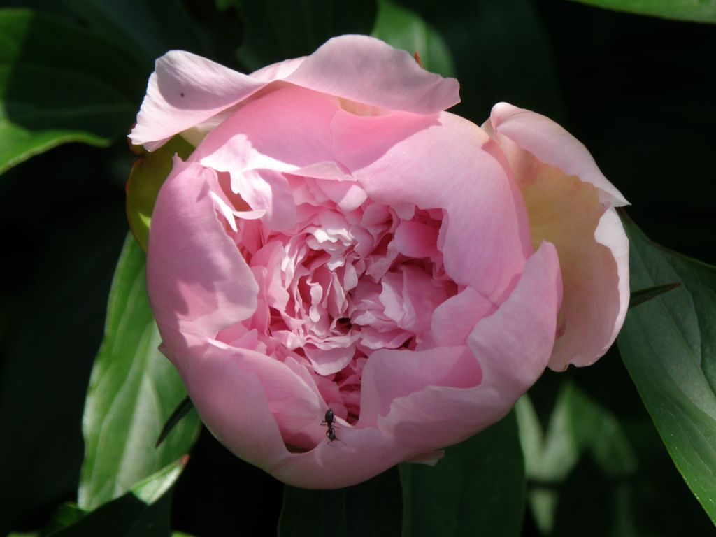 Variété de pivoine Nancy Nora