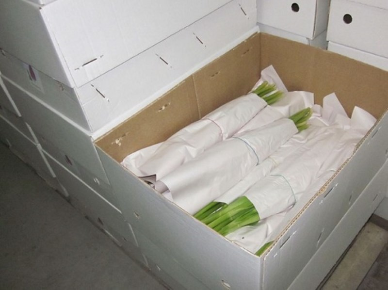 Stockage à sec des tulipes