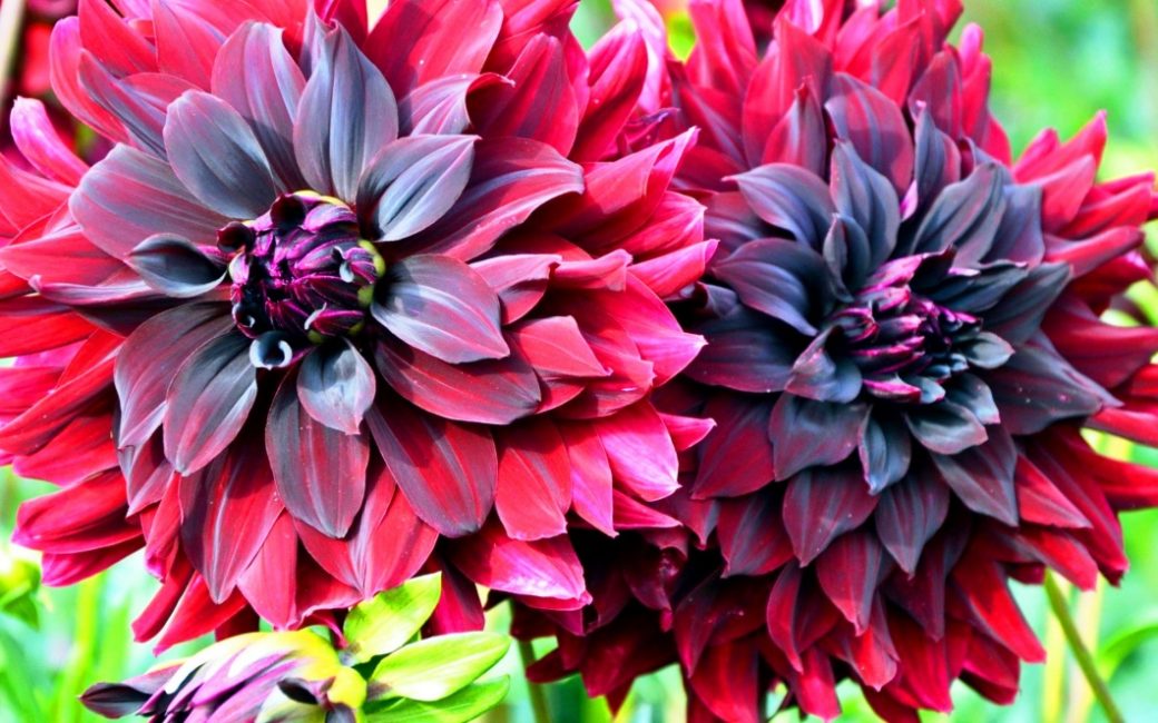 Variétés de dahlias décoratifs Duet