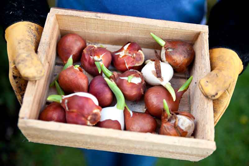 Boîte de rangement pour gros bulbes de tulipes