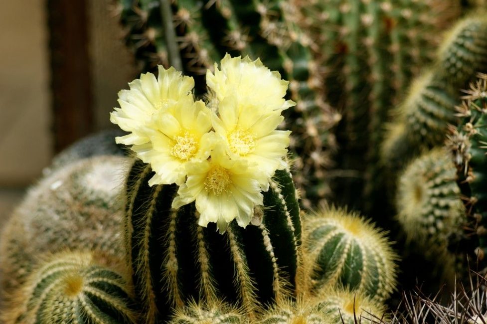 Notocactus ensoleillé pendant la floraison
