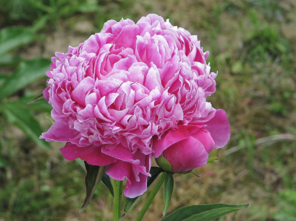 Variété hawayan rose