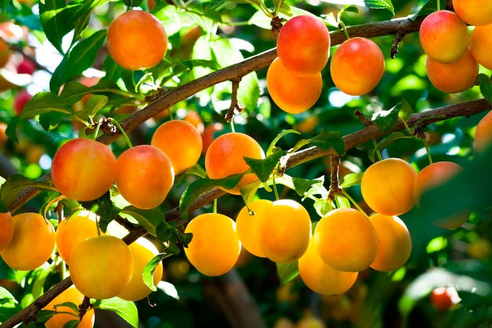 variété de prune Yakhontovaya