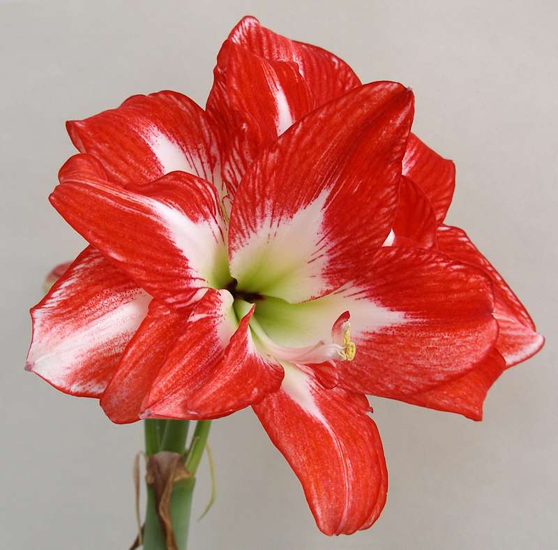 Pasadena de qualité moyenne