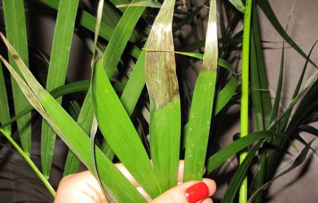 feuilles de dattier séchées