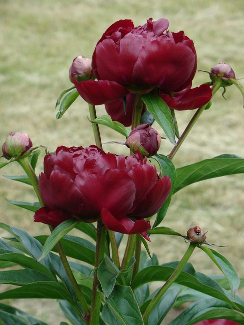 Variété de pivoine Peter Brand