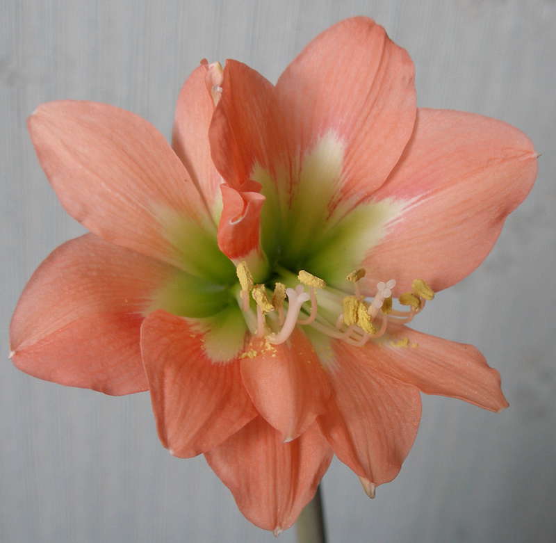 Fleurs fusionnées de la variété Mini Queen