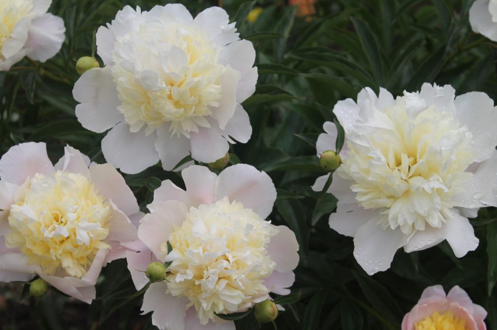 Variété de pivoines Primavera