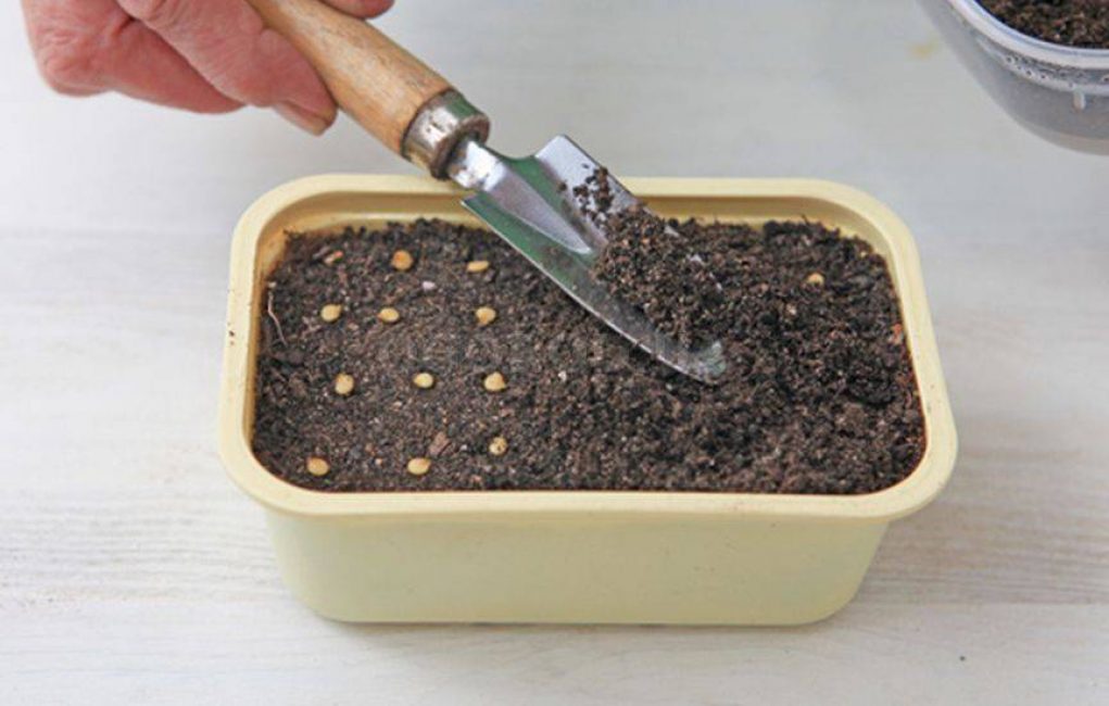 Planter des plants de poivron