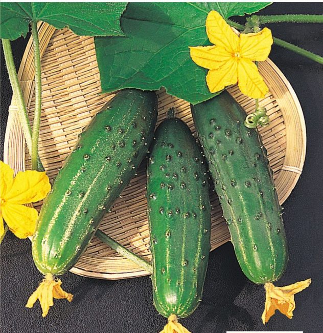 Variété de concombre Farmer F1