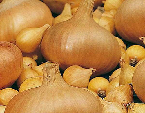 Grâce aux éleveurs néerlandais, le monde a reçu une variété d'oignon fructueuse Radar