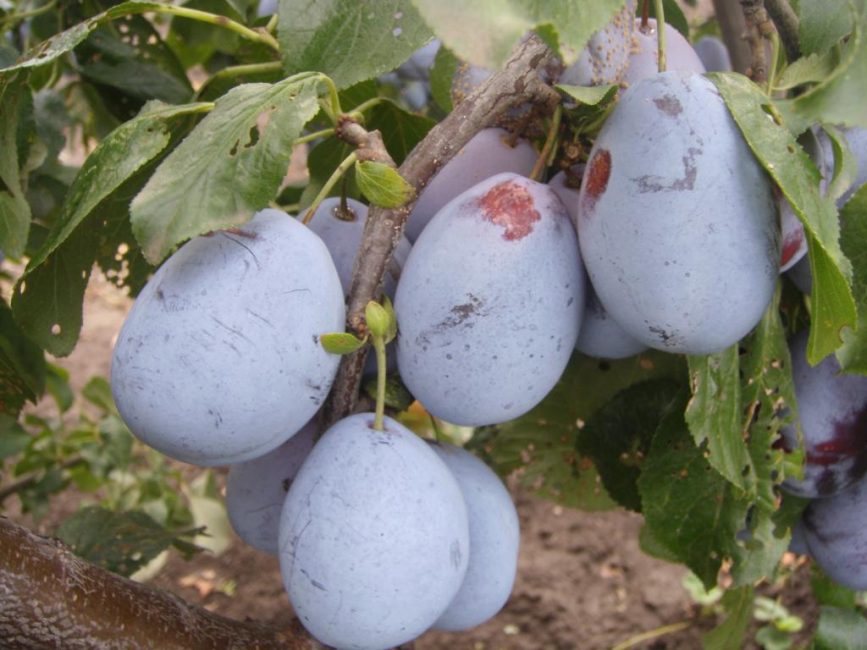 variété de prune Pruneaux Adyghe