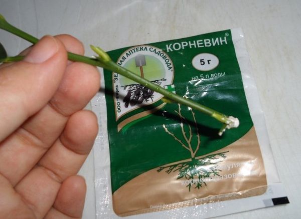 La coupe inférieure de la bouture doit être trempée dans la solution racinaire. Cela contribuera à une meilleure formation du système racinaire.