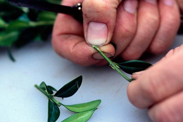 Règles de coupe des boutures de citron vert pour l'enracinement: la coupe inférieure à un angle oblique sous le bourgeon inférieur, la coupe supérieure est directement perpendiculaire, la coupe est droite