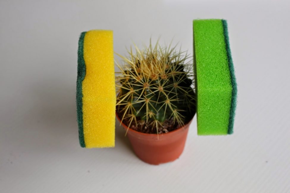 Tenir un cactus pendant la transplantation avec des éponges ménagères