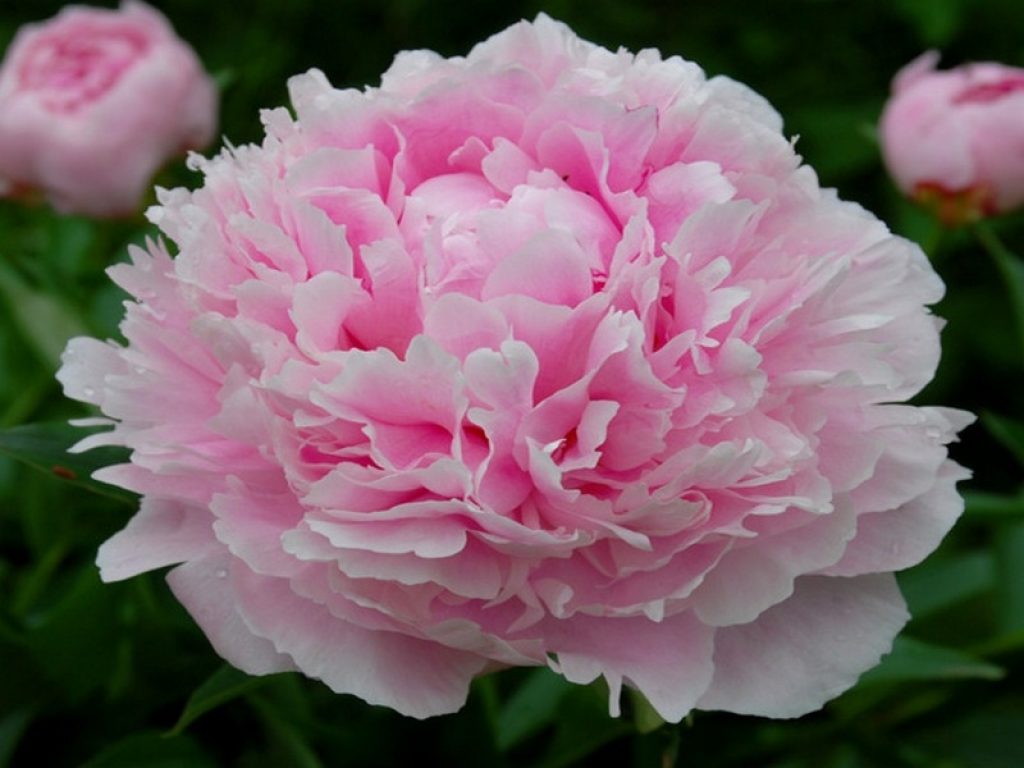 Pivoines de Sarah Bernhardt