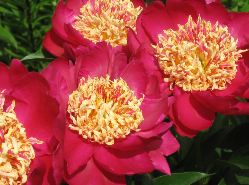 Épée danse variété de pivoines