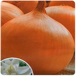 Bulbes ronds de Demoiselle Densimora