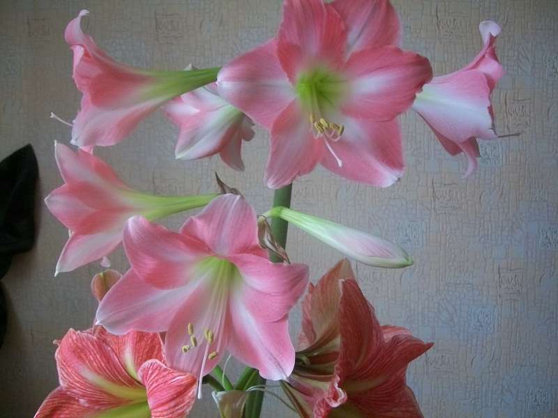 Hippeastrum tubulaire Rebecca