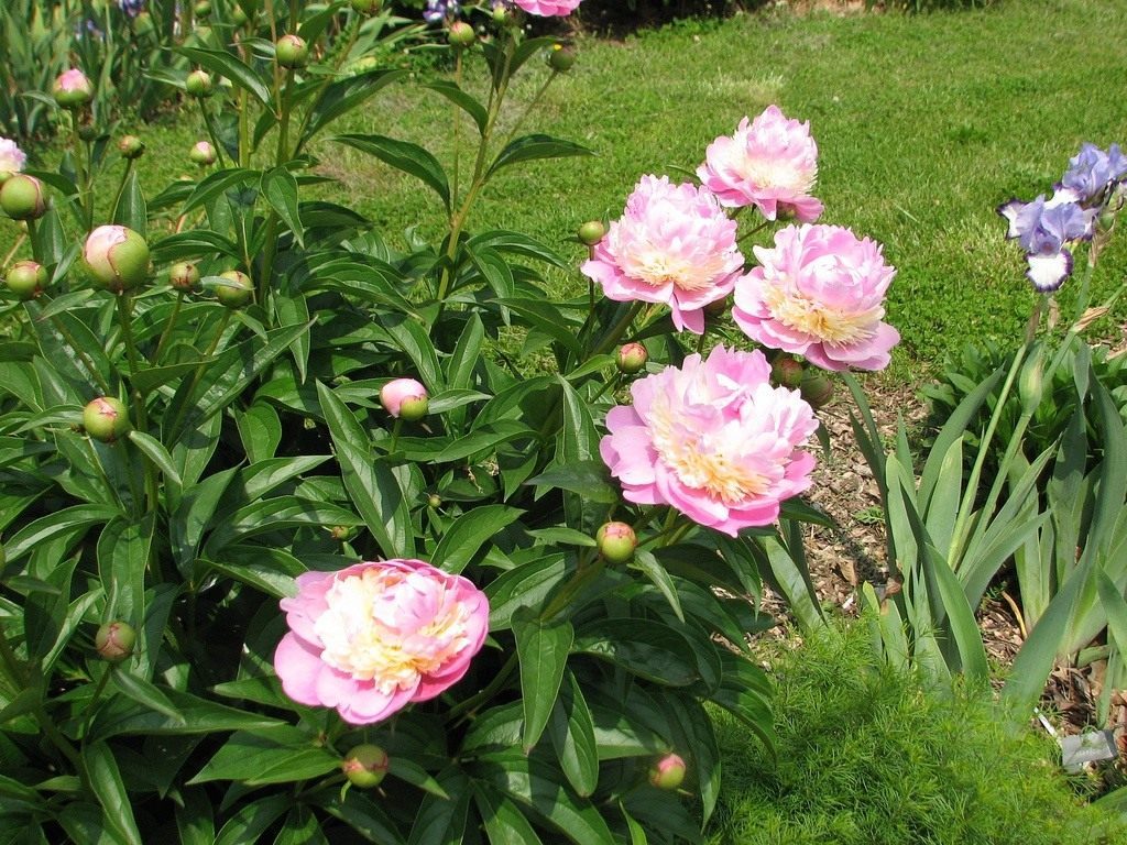 Pivoine Sorbet variété de pivoines