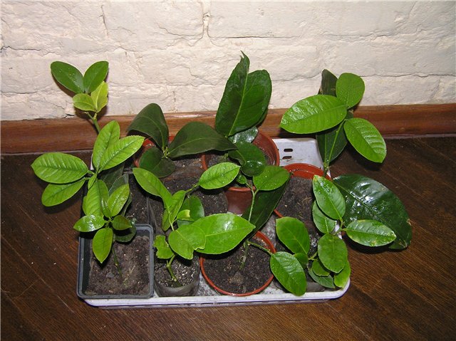 Les boutures ont pris racine et ont commencé à pousser.Chaque plante a de nouvelles feuilles.