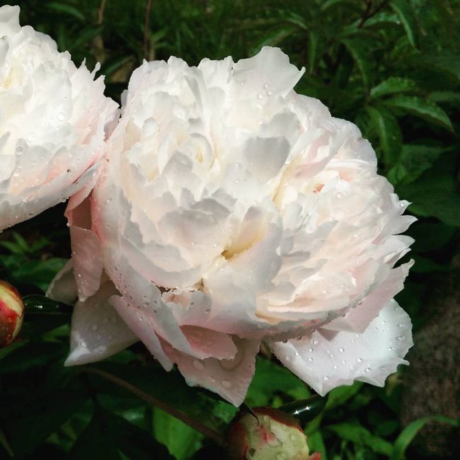 Pivoines Shirley Temple